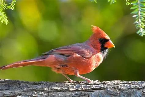 Unique Birds With Orange Beaks Photos Fun Facts The Daily