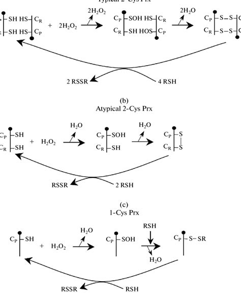 Catalytic Cycle Of Peroxiredoxins A Typical 22Cys Prx1 Prx4 B