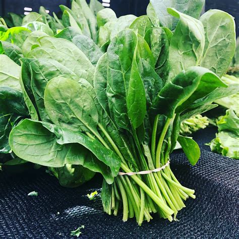 Spinach Harvest