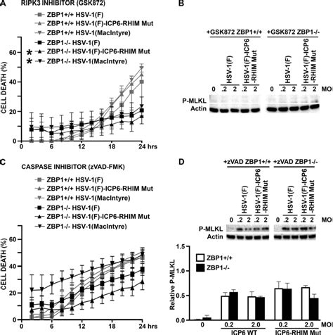 Zbp1 Mediated Cell Death Does Not Exclusively Occur In Hsv 1 Infected