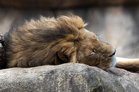 Lion Prédateur Zoo Photo gratuite sur Pixabay Pixabay