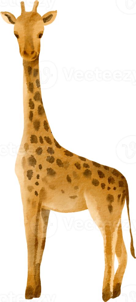 Watercolor Giraffe Cute Clip Art Png