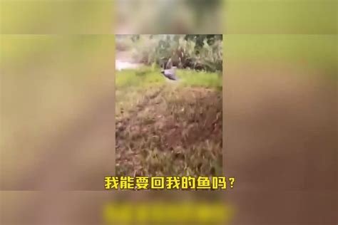 惊险！男子河边钓鱼遭鳄鱼“截胡”，鳄鱼一顿操作后掉头就跑 鳄鱼 男子 操作