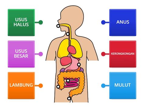 SISTEM PENCERNAAN PADA MANUSIA Labelled Diagram