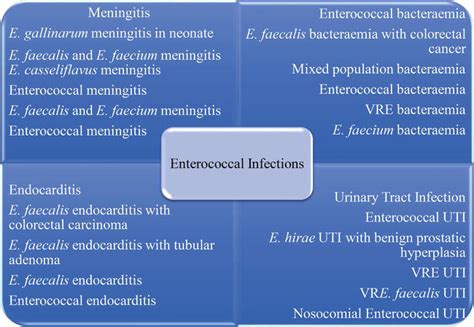 Enterococcus Faecalis Infection