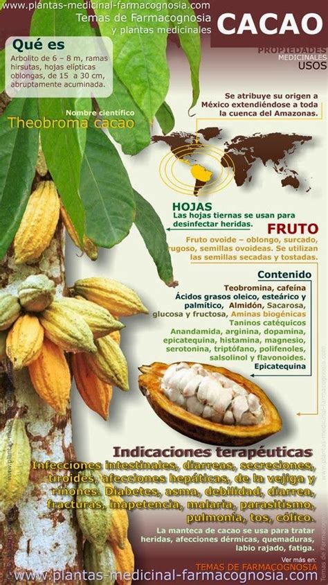 Cocina Y Bienestar Propiedades Del Cacao Cocoa Benefits Health Food