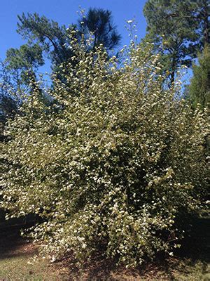 Walter S Viburnum Gardening Solutions University Of Florida