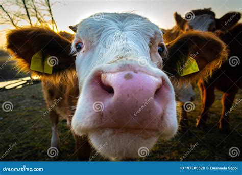 Portrait Of Curious Cows Kissing The Camera Piave River Santa