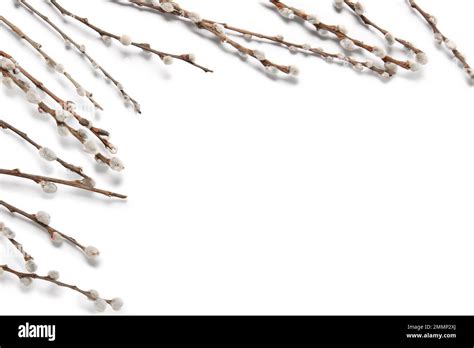 Pussy Willow Branches Isolated On White Background Stock Photo Alamy