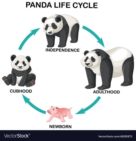 Life Cycle Giant Panda