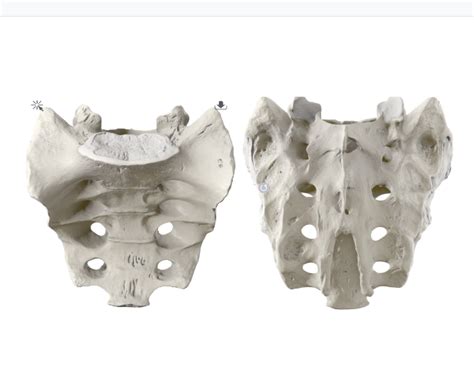 Anatomy: Sacrum Diagram | Quizlet