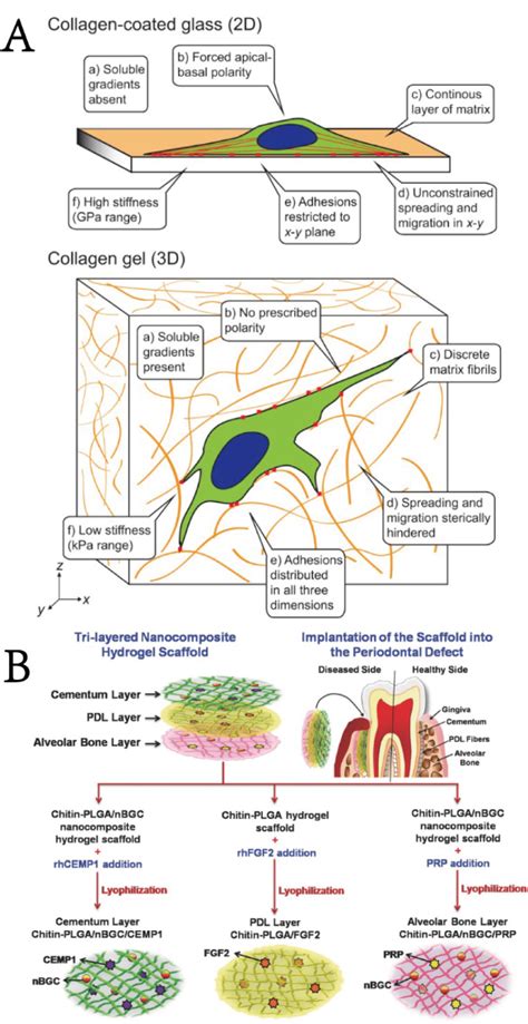 Schematic Representation Of A The Different Bioactive Cues