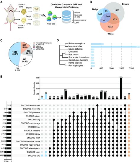 Ribosome Profiling To Define Primary Differentiated White Brown And