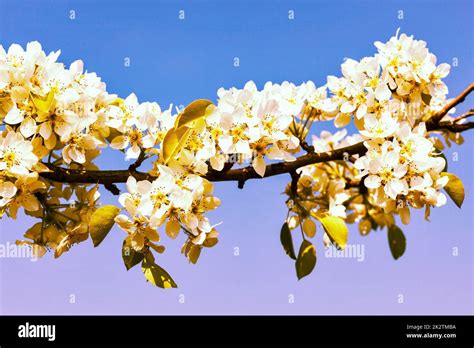 Apple Tree Blossoming Branch Stock Photo Alamy