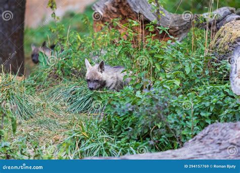 Hyena - Hyaena Hyaena in Its Natural Habitat. Young Hyenas Fight Over Food Stock Image - Image ...