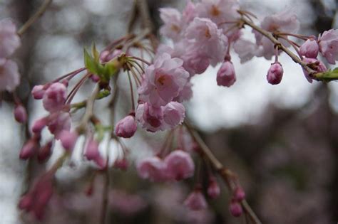 上野公園・桜開花特集 八重紅枝垂桜が見頃を迎える！―上野恩賜公園― ファスニングジャーナル