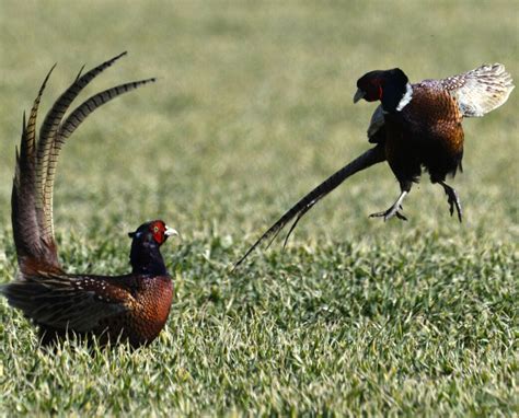 PA Game Commission Releases The Pheasant Stocking Schedule News