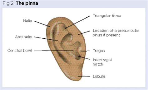 The structure and function of the ear and its role in hearing and ...