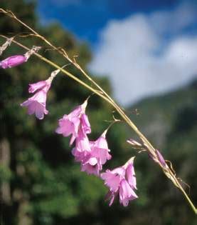 Dierama pendulum | PlantZAfrica