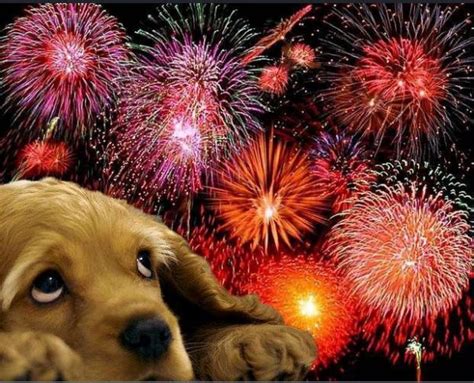 Como proteger seu pet dos fogos de artifício no Ano Novo