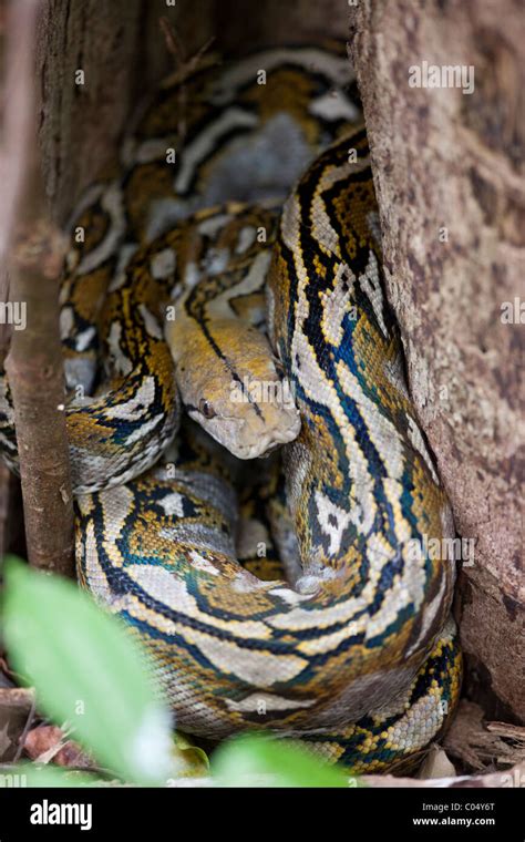 Reticulated Python (Python reticulatus reticulatus Stock Photo - Alamy