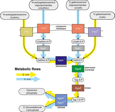 Two Novel Regulators Of N‐acetyl‐galactosamine Utilization Pathway And Distinct Roles In