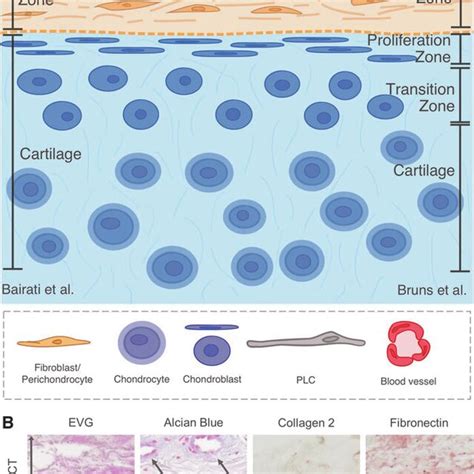 The structure of the perichondrium. (A) Cartilage and perichondrium ...