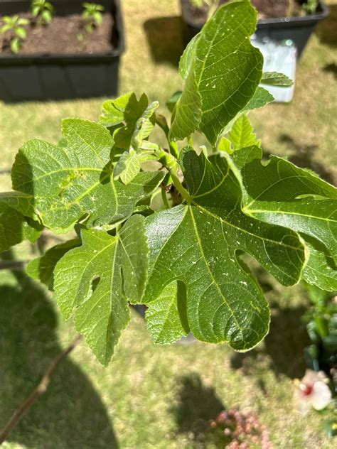 Brown Turkey Fig Tree Rgardening