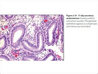 Uterus Histology Secretory Phase