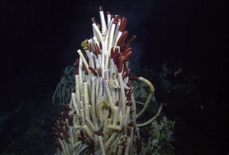 Hydrothermal Vents - Deep Ocean Education Project