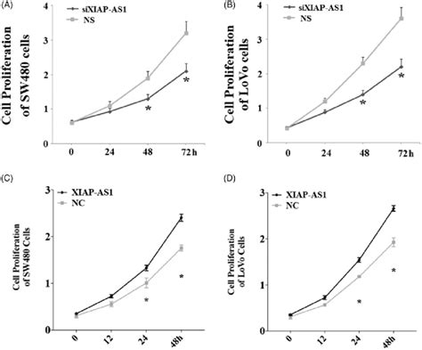 Knockdown Of XIAP AS1 Inhibited Cell Proliferation Cells Were