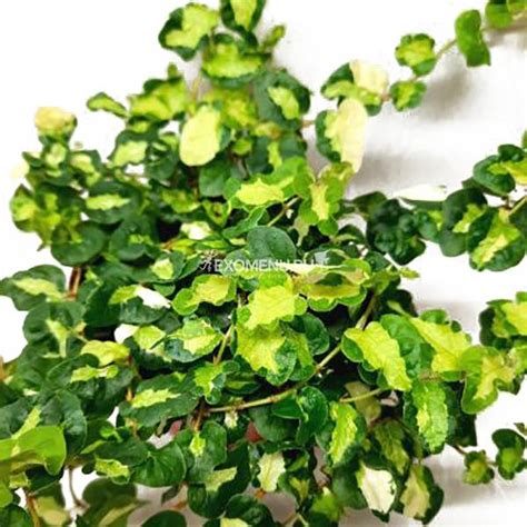 Фикус Пумила (Ficus Pumila Curly) купить по выгодной цене в интернет ...