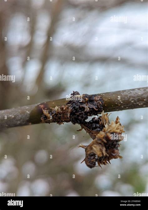 Ash Flower Gall Mite Aceria Fraxiniflora Stock Photo Alamy