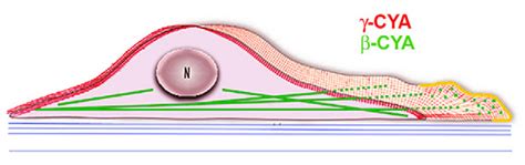 Scheme Summarizing The Distribution Of β And γ Actin In A Moving