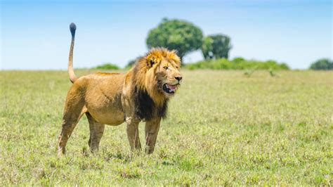 All About Tracking Lions In Ugandas Queen Elizabeth National Park