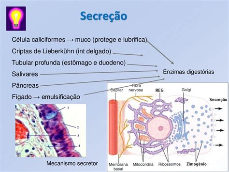 O Que Significa Secreção - Aula 5 secreção e digestão celular