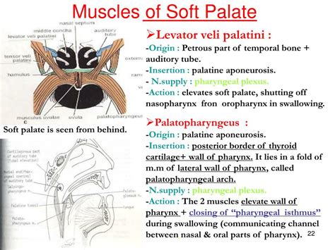 Muscles Of The Soft Palate Lateral View