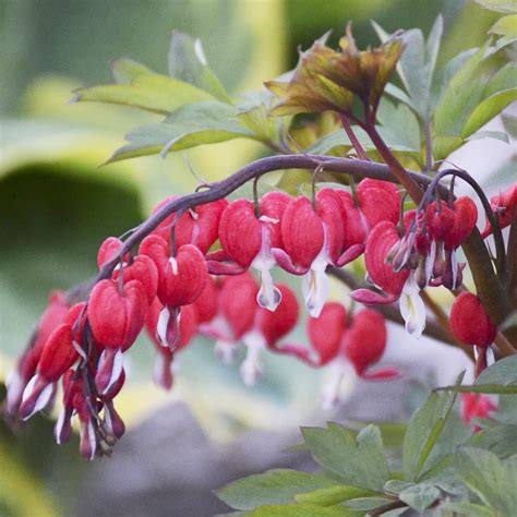 Qauzuy Garden 40 Bleeding Heart Seeds Perennial “king Of Hearts” Seeds Heart