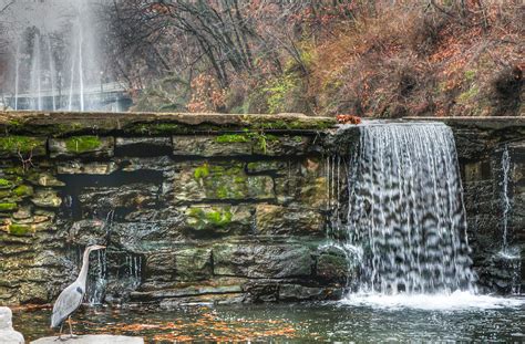 Heron Watching Falls Photograph By Tony Colvin Fine Art America