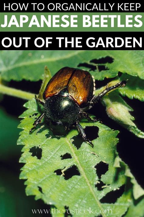 9 Tips To Naturally Get Rid Of Japanese Beetles Artofit