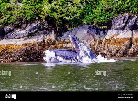 Humpback Whale Mouth Open Hi Res Stock Photography And Images Alamy