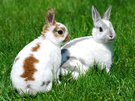 Rabbit Breeds - Rabbit Havana Breeds Chocolate Rabbits Colors Brown Coat Genetics Dark Breed ...