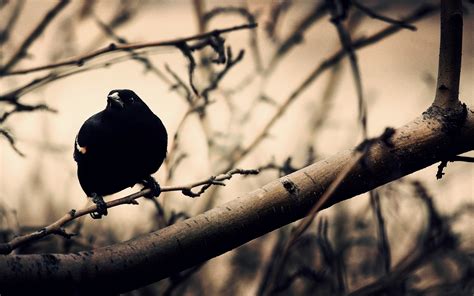 Crow Desktop Wallpaper 67 Images