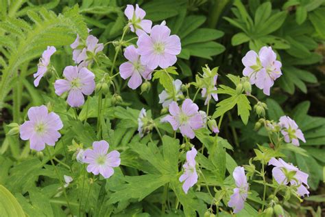 Geranium Maculatum Beth Chatto Ballyrobert Gardens