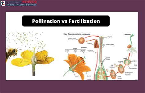 Pollination Vs Fertilization Differences And Similarities