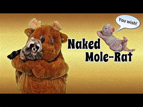 Did You Know About Naked Mole Rats Youtube