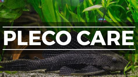 10 Common Species Of Plecostomus Pleco Types Care Guide