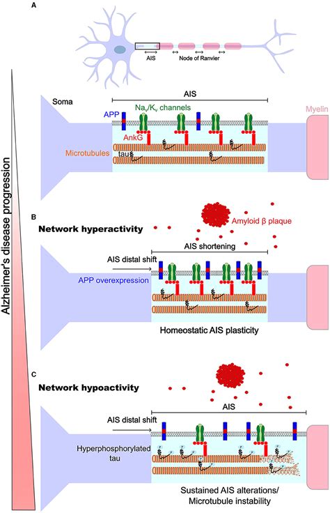 Frontiers Homeostatic Plasticity Of Axonal Excitable Sites In