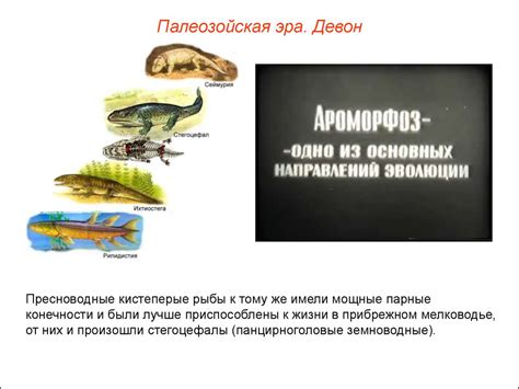 Эон Фанерозой. Палеозойская эра - презентация онлайн