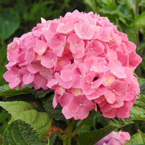 Free Images Flower Petal Garden Pink Hydrangea Flowers